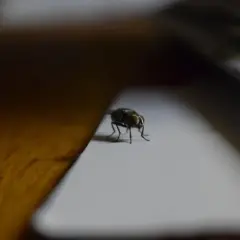 Zbliska mucha siedzi na białej powierzchni. Zastanawiasz się, co na muchy w domu?