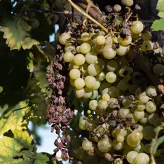 Grona winogron z widocznymi objawami chorób winorośli: część owoców jest zwiędnięta i zasuszona, liście żółkną i brązowieją.