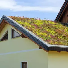 Piękny dom z zielonymi dachami, porośniętymi kwitnącymi sukulentami.