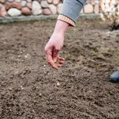 Ręka rozsypuje ziarna na przygotowanej ziemi, rozpoczynając sianie trawy.