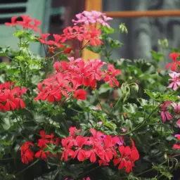 Kaskadowa pelargonia w odcieniach czerwieni i różu, tworząca bujne kaskady kwiatów na tle zielonych liści.