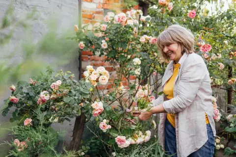 Uśmiechnięta kobieta pielęgnuje krzew pełen róż herbacianych.