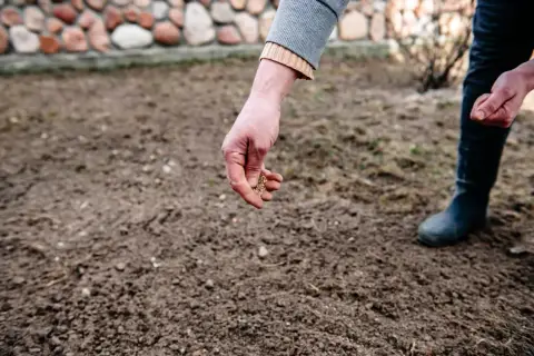 Ręka rozsypuje ziarna na przygotowanej ziemi, rozpoczynając sianie trawy.