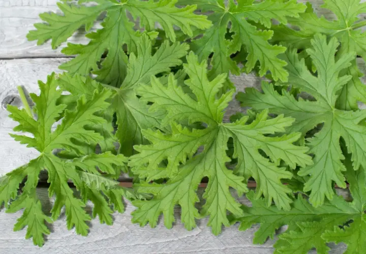 Liście pelargonii pachnącej, znanej jako anginka do ucha, ułożone na drewnianym tle.