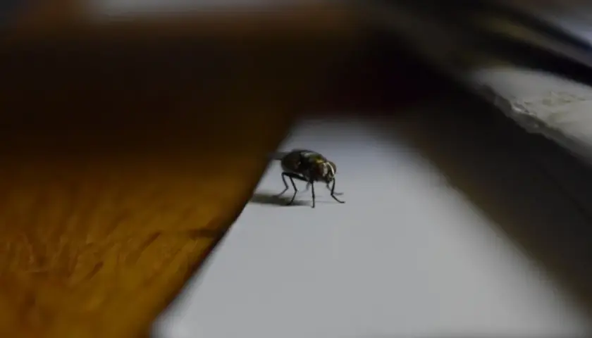 Zbliska mucha siedzi na białej powierzchni. Zastanawiasz się, co na muchy w domu?