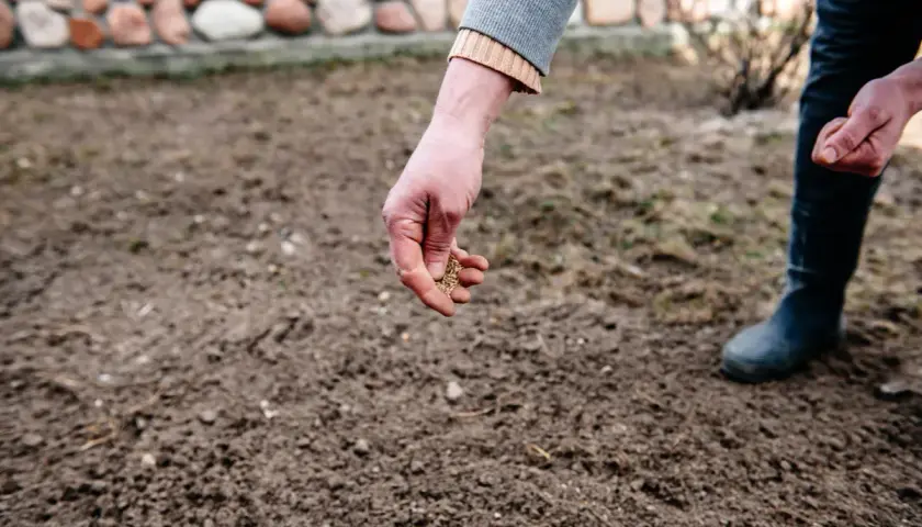 Ręka rozsypuje ziarna na przygotowanej ziemi, rozpoczynając sianie trawy.
