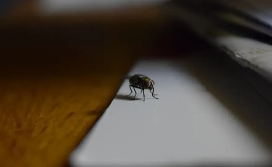 Co na muchy w domu działa naprawdę? Sprawdzone sposoby