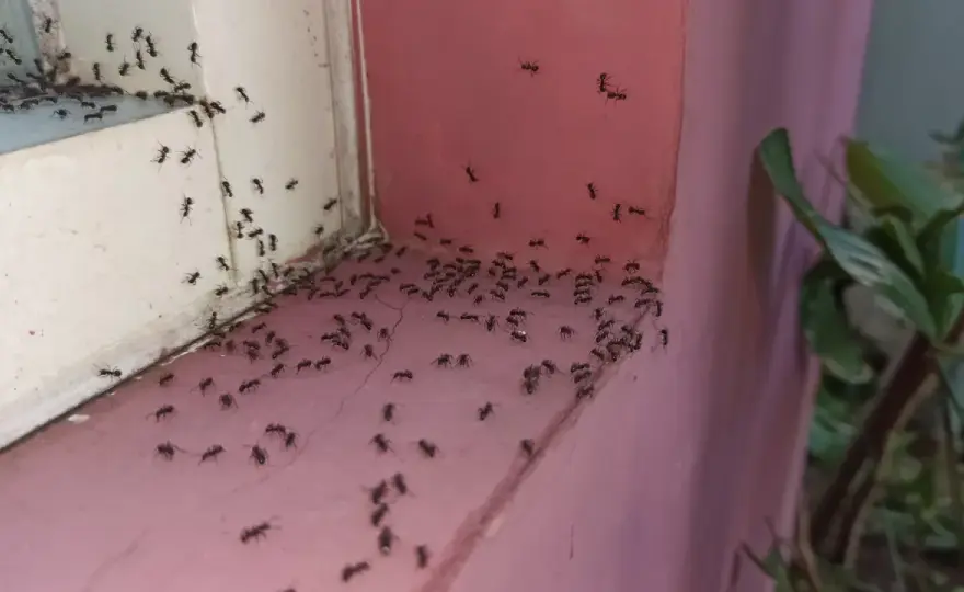 Mrówki w kuchni - Skuteczne sposoby i jak się ich pozbyć