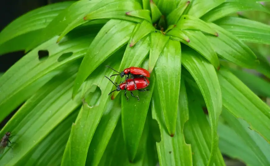 Czerwone robaki na liliach? Tak pozbędziesz się poskrzypki