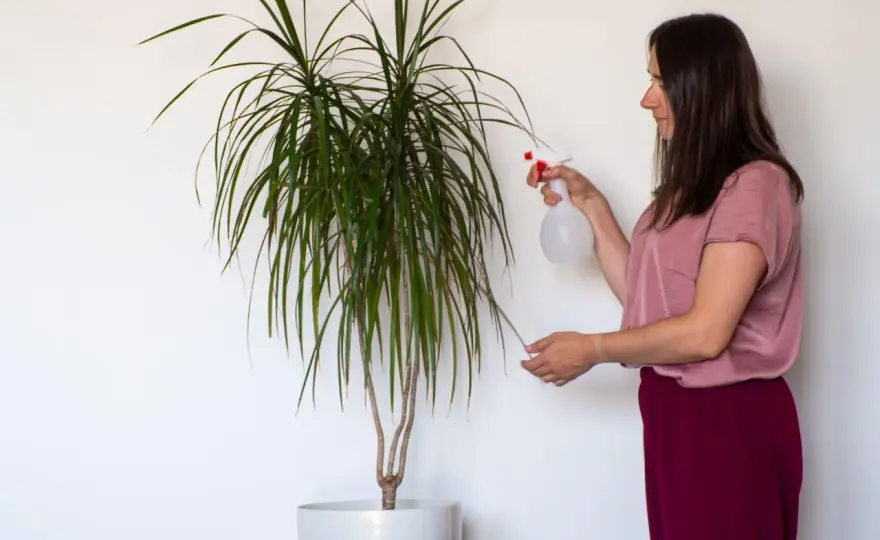 Dracena w domu - Kompletny przewodnik pielęgnacji i wyboru