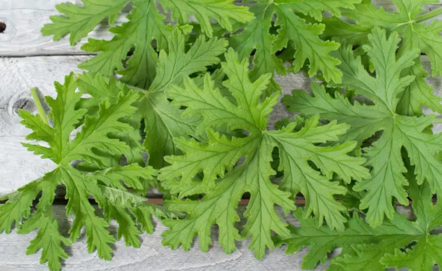 Anginka do ucha - Czy liść pelargonii pomaga i jak go stosować?