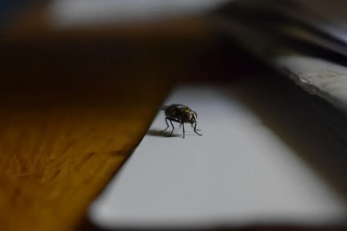 Zbliska mucha siedzi na białej powierzchni. Zastanawiasz się, co na muchy w domu?
