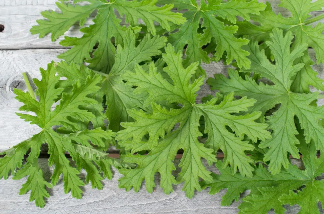Liście pelargonii pachnącej, znanej jako anginka do ucha, ułożone na drewnianym tle.