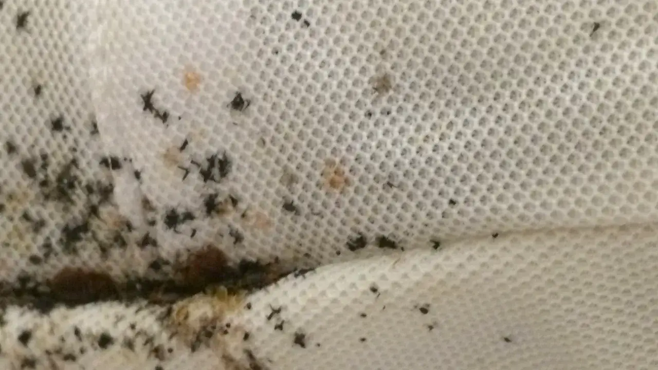 Plamy i odchody na materacu świadczą o obecności pluskiew. Jak się pozbyć tych nieproszonych gości?