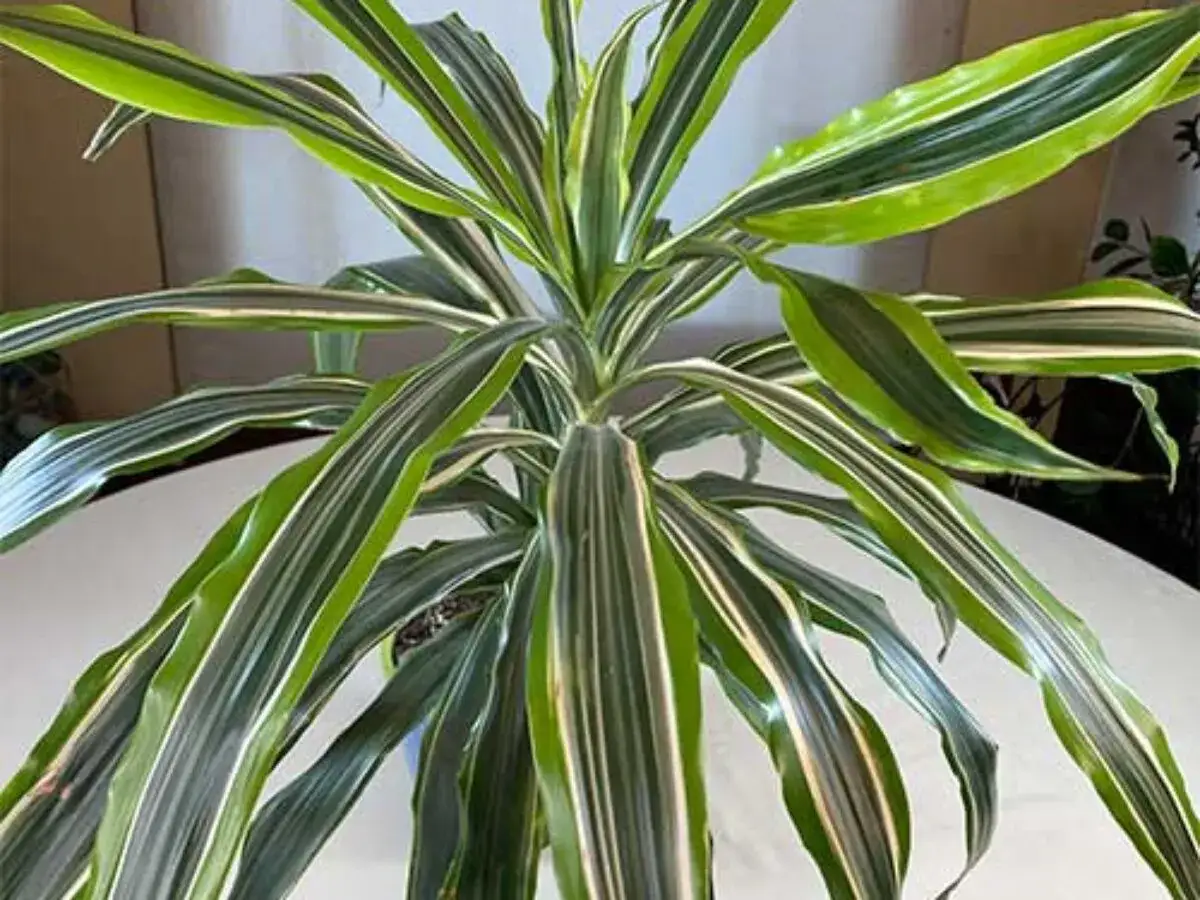 Dracena o pasiastych liściach, potrzebuje przepuszczalnej ziemi, aby korzenie nie gniły.