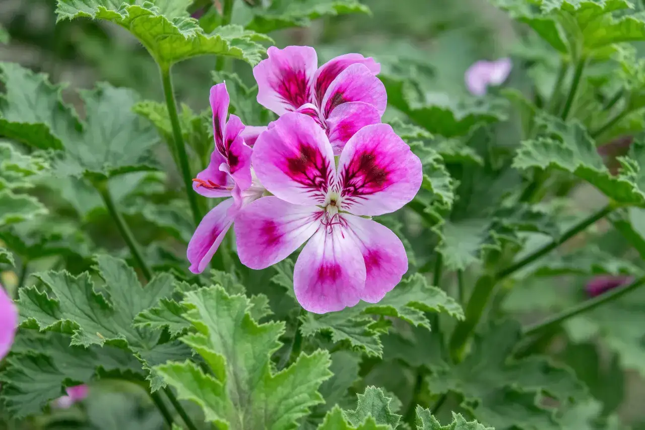 Różowe kwiaty pelargonii, przypominające kształtem anginkę do ucha, otoczone zielonymi, ząbkowanymi liśćmi.
