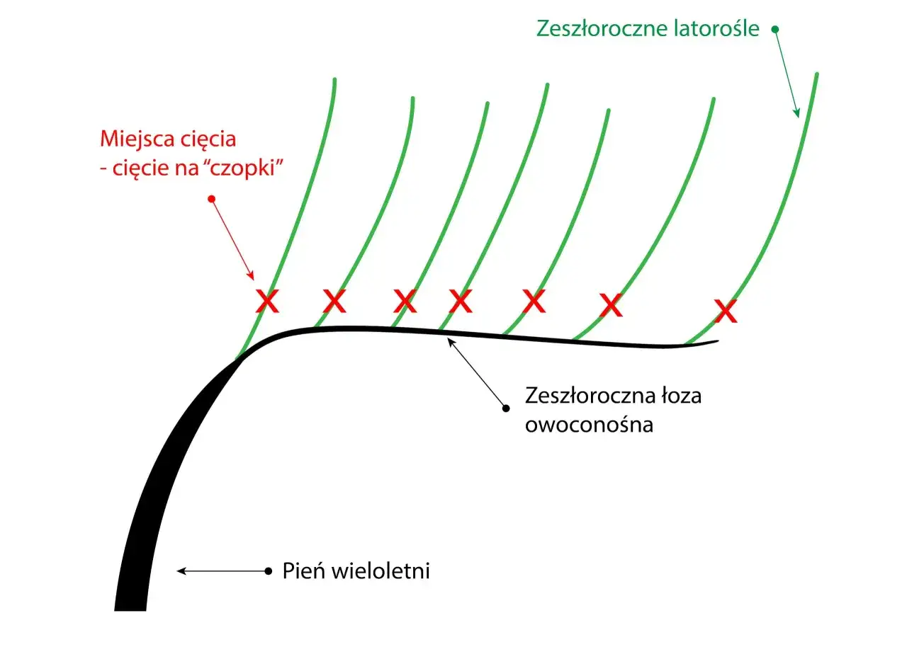 Schemat przycinania winogron: cięcia na