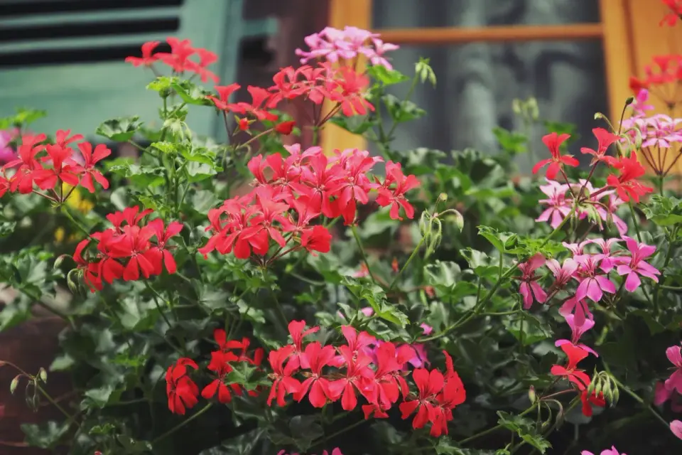 Pelargonia kaskadowa na poddaszu - zasady pielęgnacji